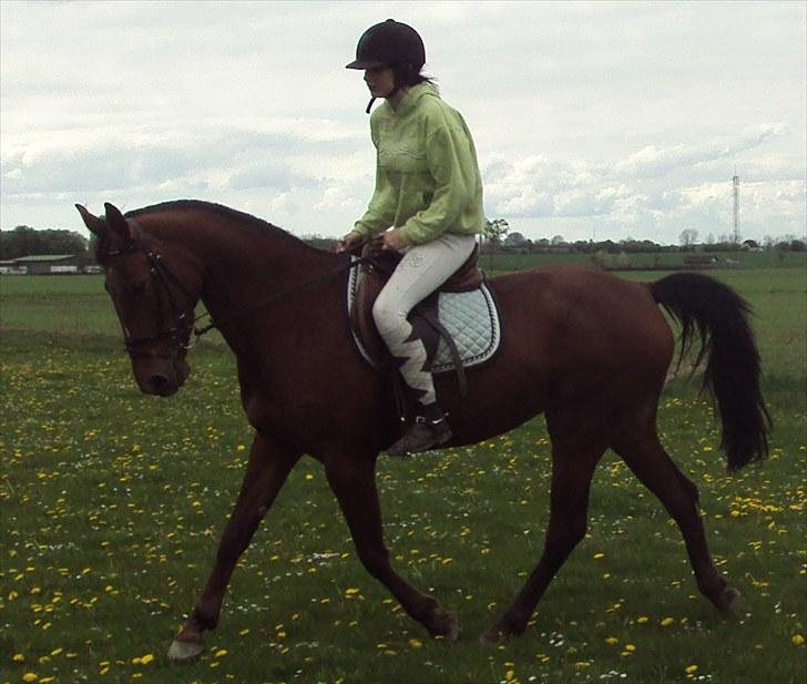 Traver Lady vangsgaard Solgt. - > I <3 Lady < billede 17