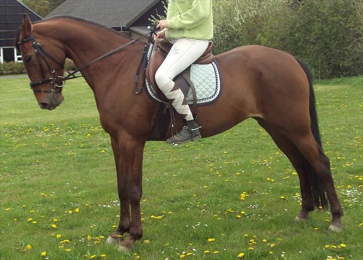 Traver Lady vangsgaard Solgt. - > I <3 Lady <  billede 18