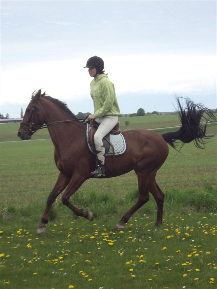 Traver Lady vangsgaard Solgt. - > I <3 Lady <  billede 20