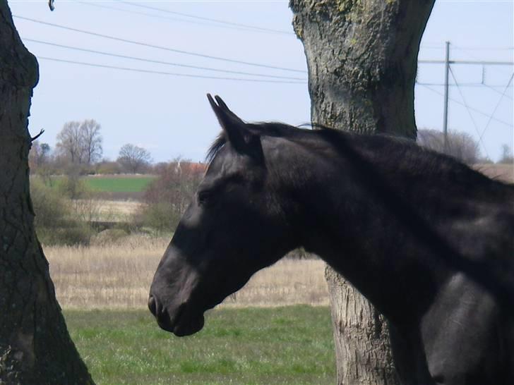 Oldenborg Labine Hjortelund - Lamse billede 2