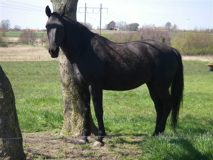 Oldenborg Labine Hjortelund billede 3