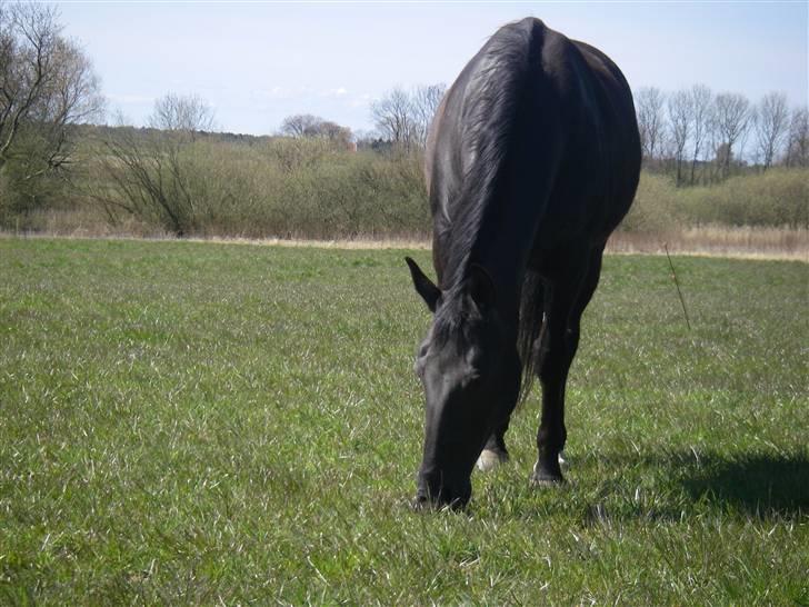 Oldenborg Labine Hjortelund billede 5