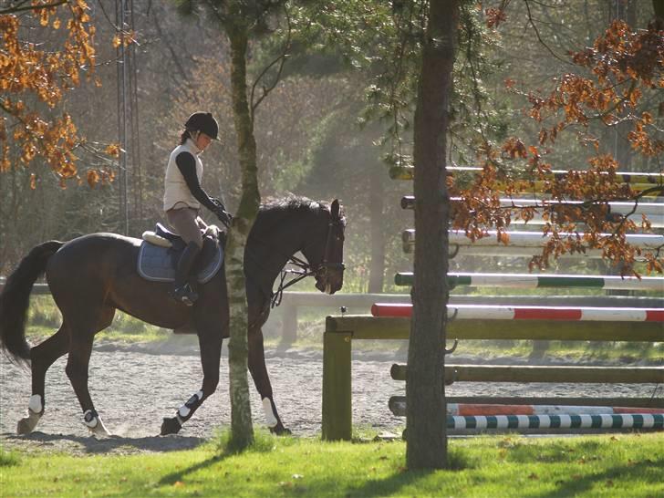 Dansk Varmblod Beyond Complication solgt - dressur i vores nye sadel :D billede 11