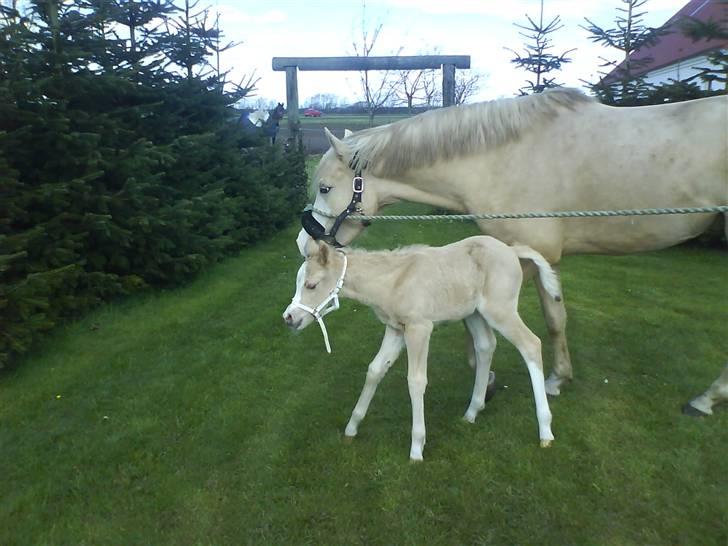 Anden særlig race Champagne - Ude sammen med mor. :-) billede 8