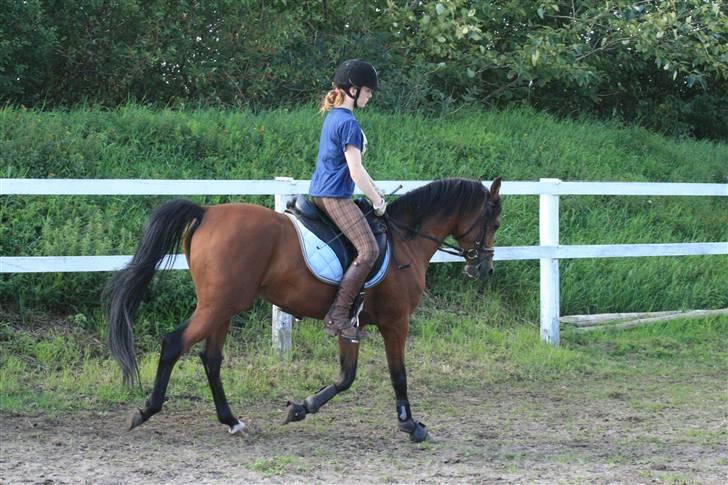 Arabisk fuldblod (OX) Fabhat  - Nyt- Bolette og Fabhat fredag d. 15 august billede 11