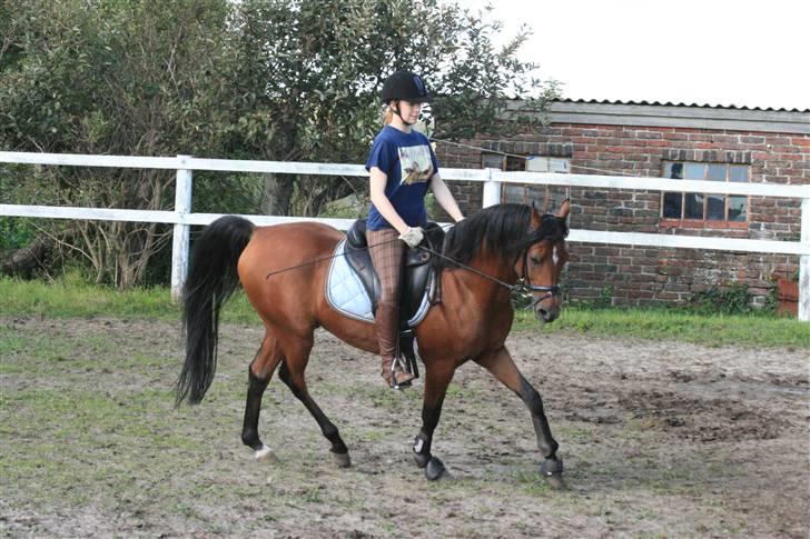 Arabisk fuldblod (OX) Fabhat  - Nyt- Bolette og Fabhat fredag d. 15 august billede 12