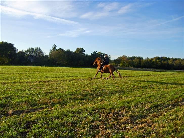 Islænder Neisti fra Essendrup død - Trav billede 14