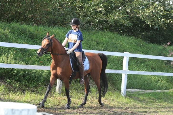 Arabisk fuldblod (OX) Fabhat  - Nyt- Bolette og Fabhat fredag d. 15 august billede 13