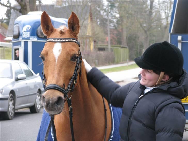 Hollandsk Sportspony Paula SOLGT - Velkommen til Guldponyens profil billede 1