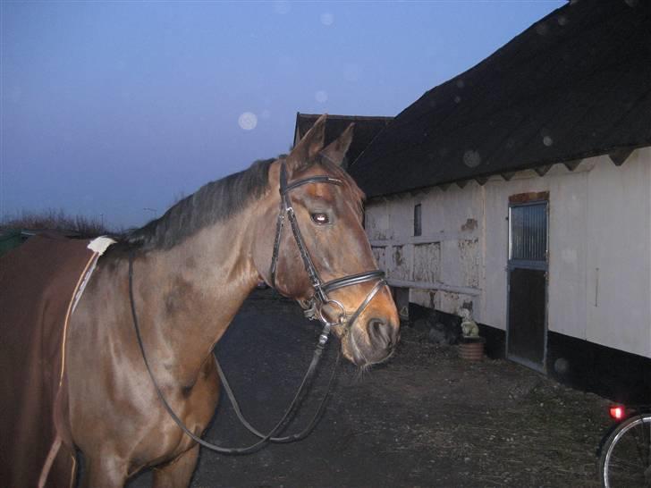 Dansk Varmblod Sacha R.I.P billede 1