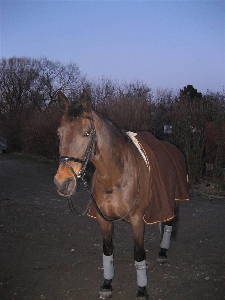 Dansk Varmblod Sacha R.I.P billede 3