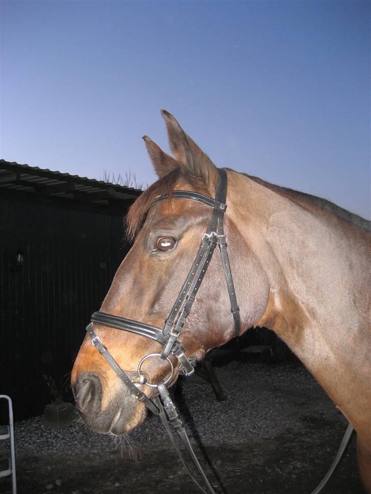 Dansk Varmblod Sacha R.I.P billede 4