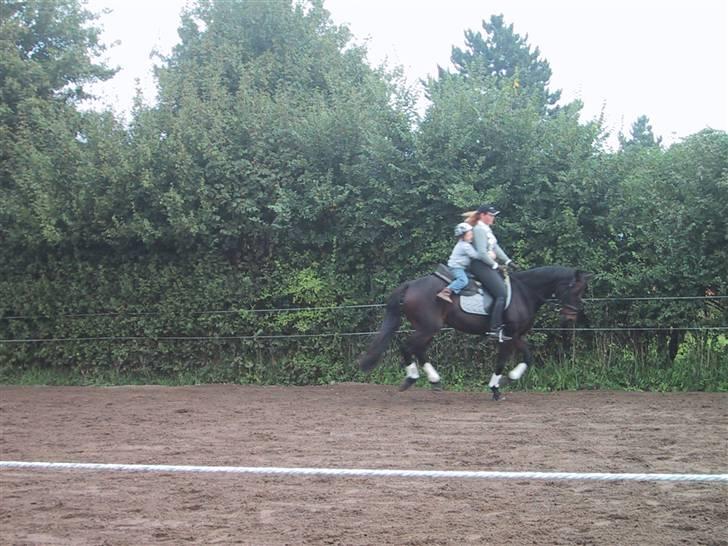 Dansk Varmblod Sacha R.I.P - Her tager vi lige en galop med Markus bag på... skøøønt billede 5