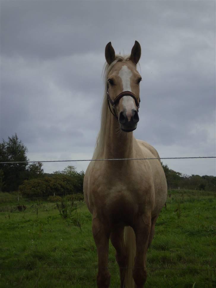 Palomino spirit  - smukke spirit på folden :) fotograf: kan jeg ikke huske xD. billede 18