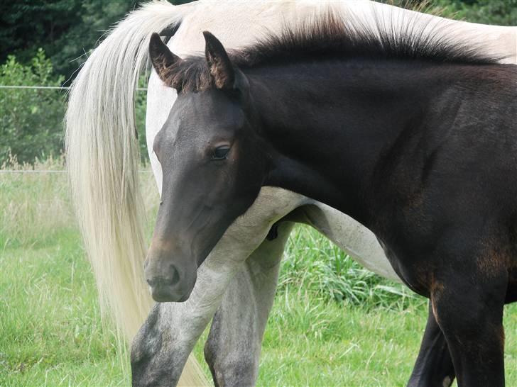 Traver Orlov Replay Mastery  - 3 mdr gammel  billede 19