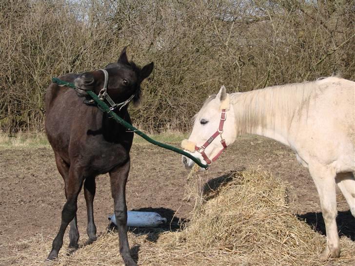 Traver Orlov Replay Mastery  - ih følg nu med mor ! billede 20