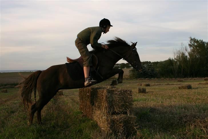 New Forest Sunset - Hurup Dyrskue 2008 billede 17