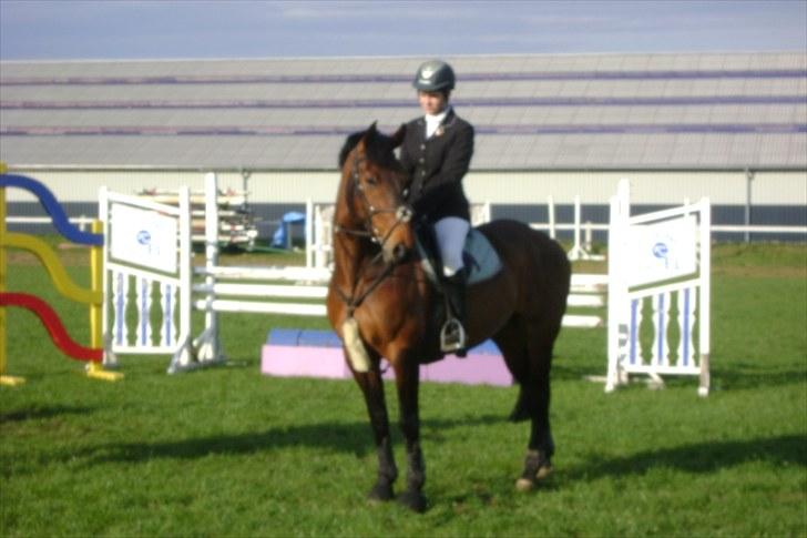 Hollandsk Varmblod Twister  *SOLGT* - #10 billede 10