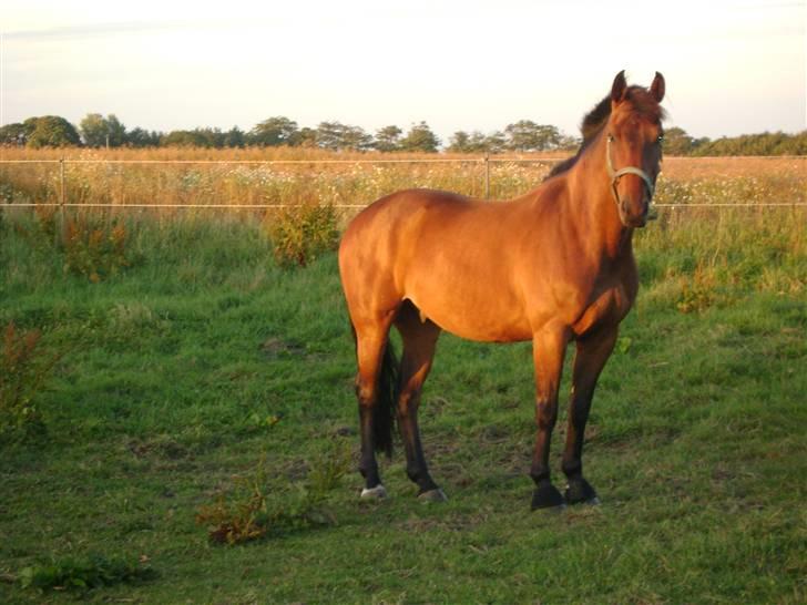 Hollandsk Varmblod Twister  *SOLGT* - #11 billede 11