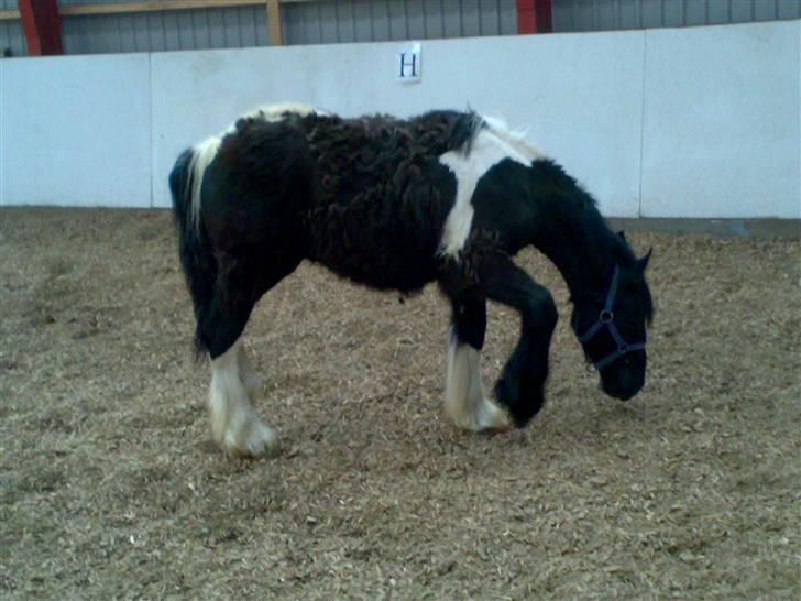 Tinker Thor solgt:-( billede 6