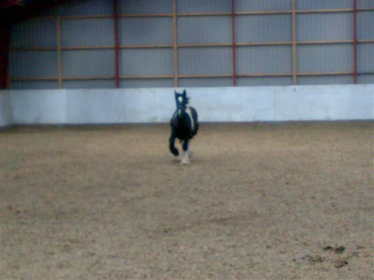 Tinker Thor solgt:-( - ja kommer nu i lunte trav billede 7