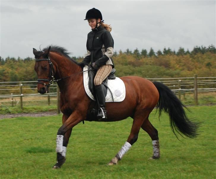 Anden særlig race Sinclair *solgt* :'( - galop lille Sinclair <3 billede 4