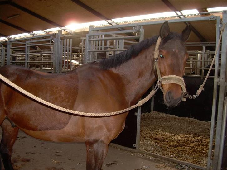 Anden særlig race Sinclair *solgt* :'( - nåh... min lille pony er jo fotogen =D billede 10