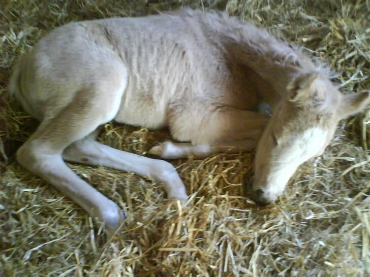 Anden særlig race Champagne - Bette sover. <3 billede 11