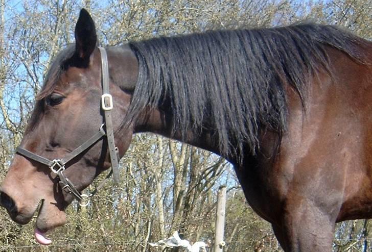 Traver  - Natasja Å - 10; Arrrgh, jeg er træt d; billede 10