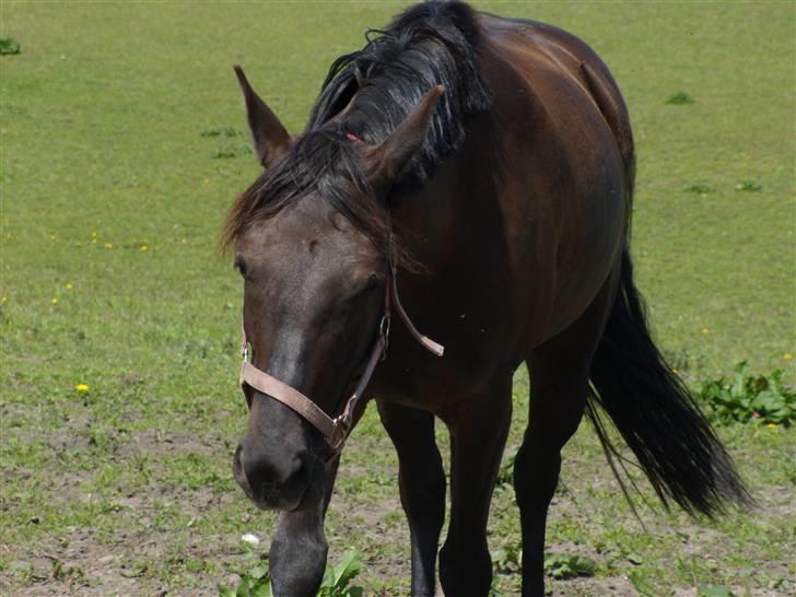 Welsh Cob (sec D)  - Amira (SOLGT) - 6; Amira på fold :´D. Jeg elsker det her billede xD billede 6