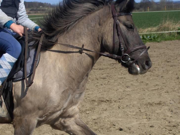 Anden særlig race apollon (solgt) - mit smukke hoved.(:08 billede 13