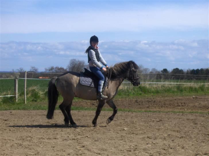 Anden særlig race apollon (solgt) - ja jeg ved godt jeg er smuk.rytter:kristine,ejer08(= billede 14