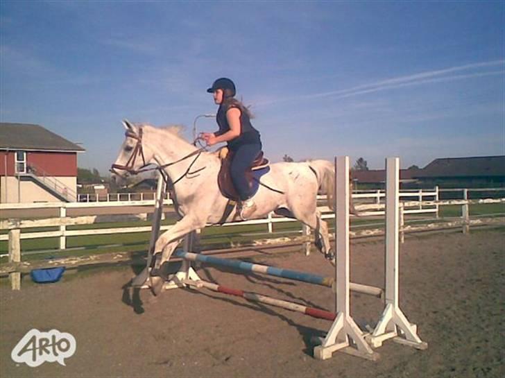 Arabisk fuldblod (OX) Windsor - Spring træning billede 8