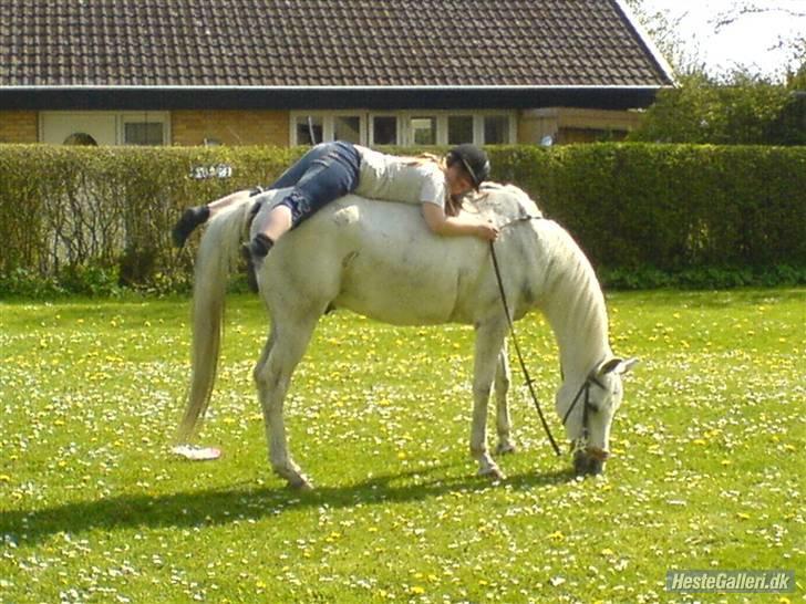 Arabisk fuldblod (OX) Windsor billede 3