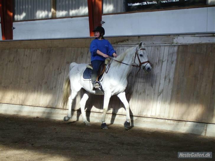 Arabisk fuldblod (OX) Windsor - 6 dags løb :-) billede 11
