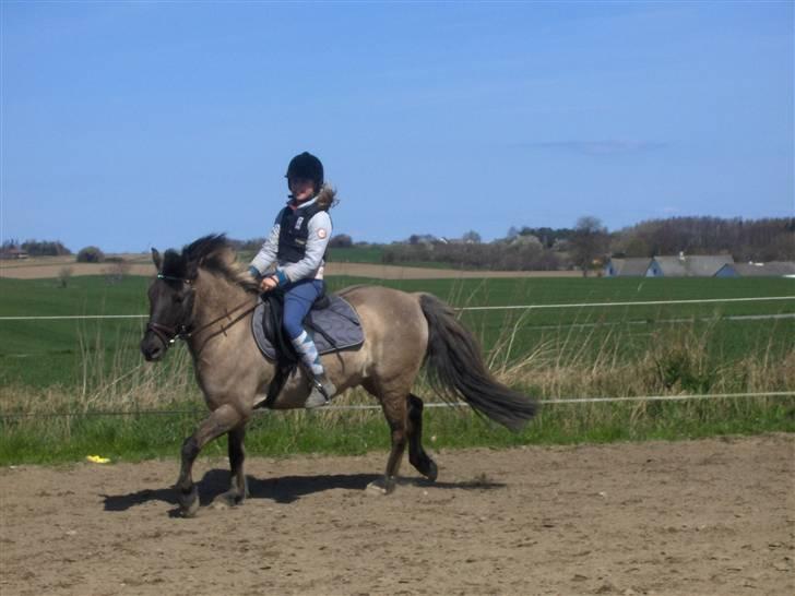 Anden særlig race apollon (solgt) - så skal der galoperes.rytter:kristine,ejer08 billede 15