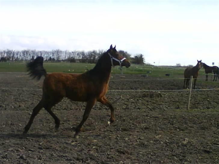 Arabisk fuldblod (OX) Kozak  - »min araber i; billede 20