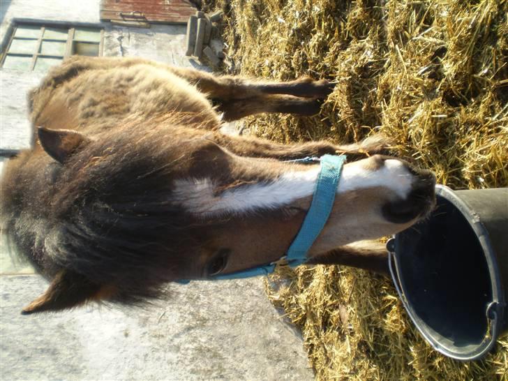 Anden særlig race Monty - Velkommen til min profil:) billede 1