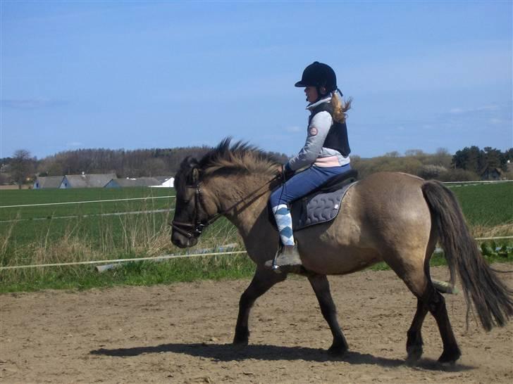 Anden særlig race apollon (solgt) - Ridder.Rytter:Kristine, Ejer.08 billede 16