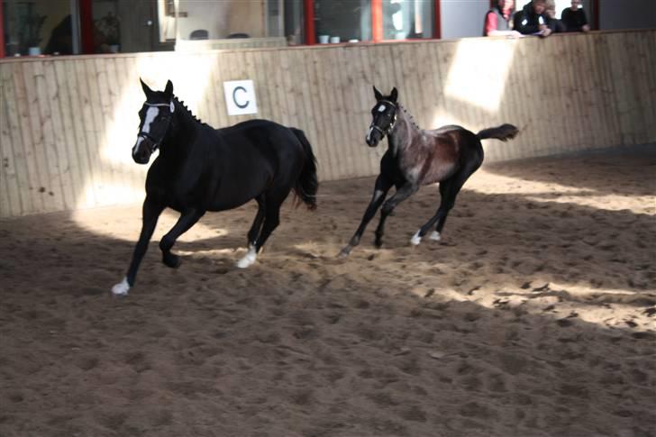 Dansk Varmblod Mani - til kåring sikke en gang :D billede 3