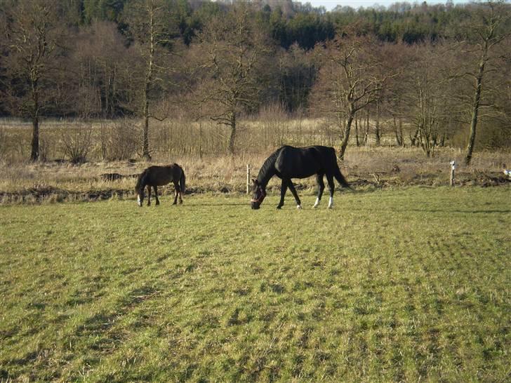 Anden særlig race Monty - Frederikke og Monty´s yndlingsbeskæftigelse;) billede 2