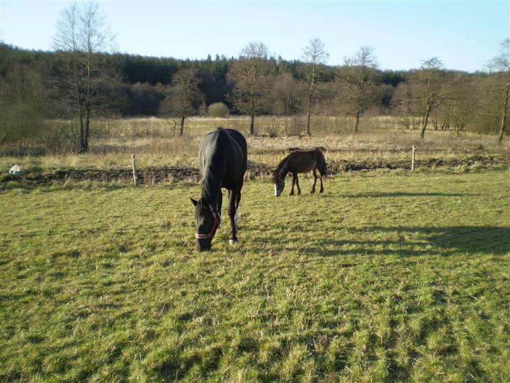 Anden særlig race Monty billede 3