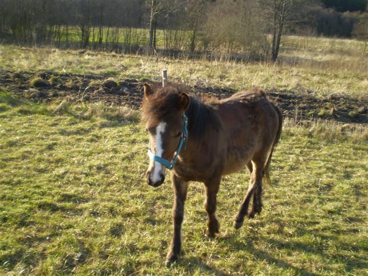 Anden særlig race Monty billede 4