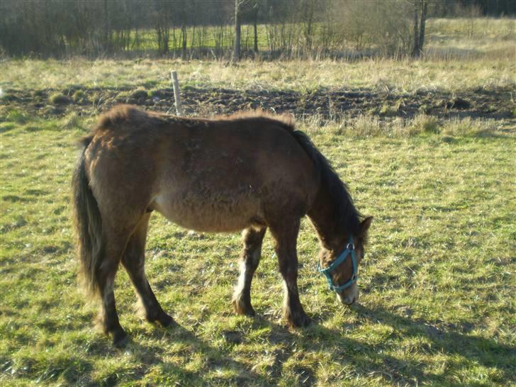 Anden særlig race Monty billede 5