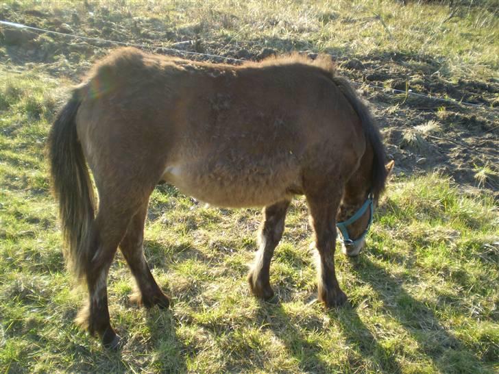 Anden særlig race Monty billede 6