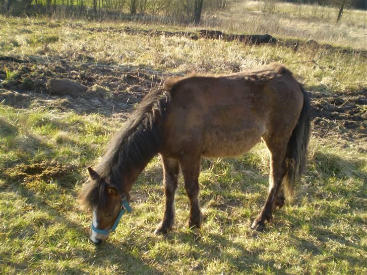 Anden særlig race Monty - Ja jeg er ved at tabe min følpels, så ser lidt sjov ud for tiden*LOL* billede 7