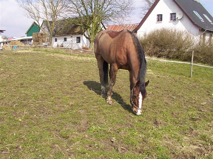 Dansk Varmblod Hans. (Herman) *død* billede 18