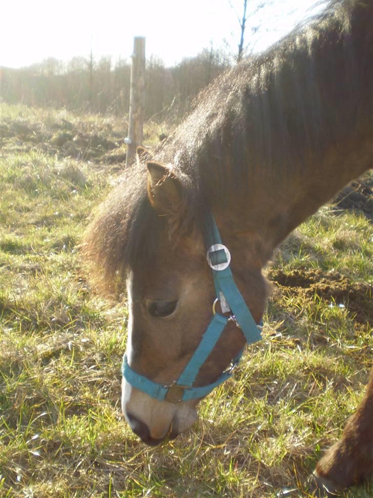 Anden særlig race Monty billede 8