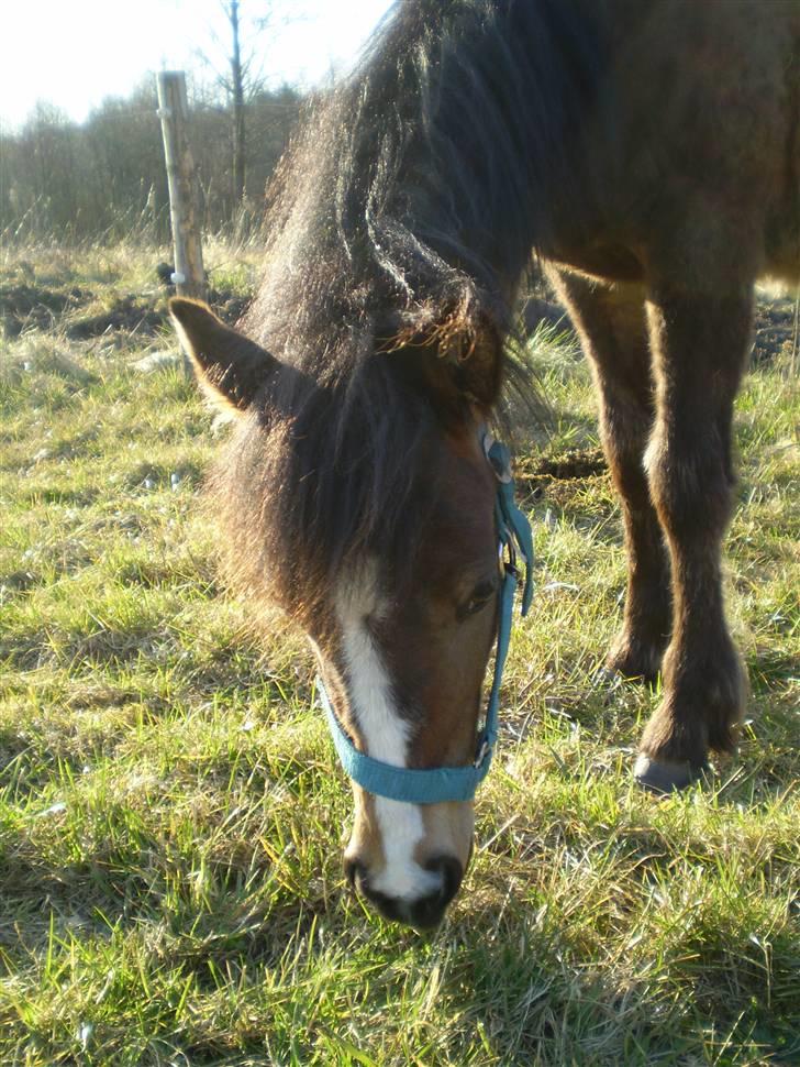 Anden særlig race Monty billede 9