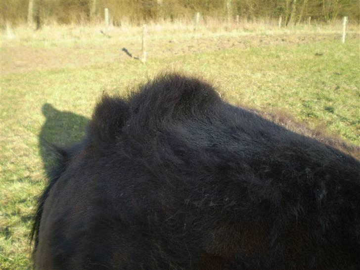 Anden særlig race Monty - Min punkertot på numsen;) billede 10